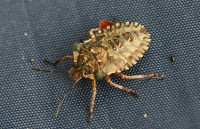 Pentatoma-rufipes